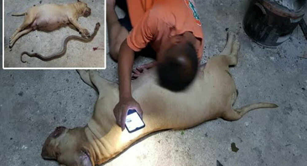 Σοκαριστικό Βίντεο: “Σκυλίτσα πιτ μπουλ εξουδετερώνει κόμπρα και ύστερα από λίγο πεθαίνει..” (Vid)